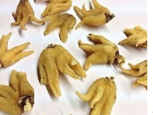 औषधिजन्य  बिरुवा खेतीको विस्तार